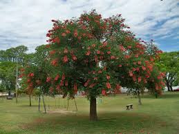 Image result for Erythrina crista-galli