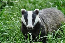 Hiro On Twitter American Badgers Look Like They Re About To Drag You Into A Back Alley And Pull A Shiv On You To Demand Money For Their Meth Habit European Badgers Look