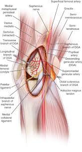 Any abnormal surface structure or cartilage damage can lead to cartilage breakdown and arthritis (loss of cartilage padding). Medial Femoral Condyle And Descending Genicular Artery Perforator Flaps Plastic Surgery Key