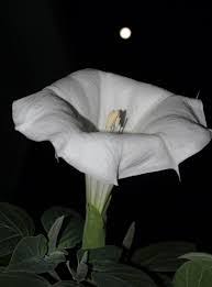 Moon gardens also include white garden flowers with evening fragrance. The Seed Library Moon Garden New Castle Henry County Public Library