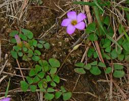Image result for Oxalis obliquifolia