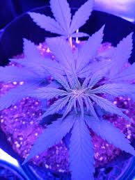 When Should I Start Using Bloom Nutes Going To Use Fox Farm Big Bloom Bembe Tiger Bloom Cha Ching And Maybe Big Bud Grow Question By Dillsnills Growdiaries