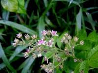 Image result for Rubus pinnatus