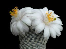 Learn how to care for my favorite cactus, mammillaria gracilis fragilis thimble cactus! Mammillaria Albiflora Care And Culture Travaldo S Blog