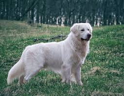 Dog sick almost immediately with skin rash. Pin On Golden Retriever