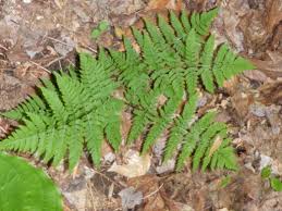 Image result for Dryopteridaceae