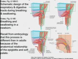 Gross anatomy the nasal cavity is formed by 1: Oral And Nasal Cavity Palate Pharynx Larynx Anat 20 Flashcards Quizlet