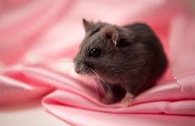 A 30 Cute And Adorable Hamster Photography Collection Naldz Graphics Cute Hamsters Hamster Adorable