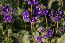 Check spelling or type a new query. Native Plants Of The Santa Monica Mountains