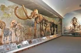 The university of nebraska state museum, known locally as morrill hall or elephant hall, has the largest mammoth skeleton on display anywhere in the world. University Of Nebraska State Museum Morrill Hall University Of Nebraska Lincoln Nebraska State Nebraska