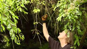 The right time to prune a weeping cherry tree is during the early spring season or late in the fall. How To Prune A Mature Weeping Cherry Tree Video Tutorials With Plant Amnesty Youtube