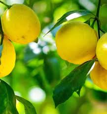 Image result for Citrus × limon
