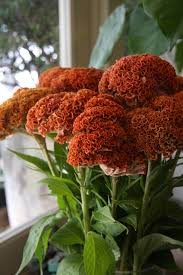 Pin By Saman Farooqi On Flowers In Brown Selected By Tremolo Brown Flowers Flowering Kale Shade Flowers