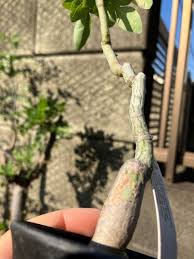 Image result for Adenia karibaensis