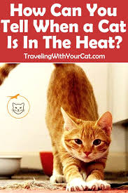 How Can You Tell When A Cat Is In The Heat In 2020 Cats Cat In Heat Cat Lady