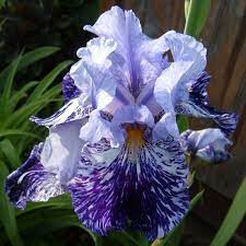 Tall Bearded Iris Millennium Falcon With Images Most Beautiful Flowers Trees To Plant Purple Iris