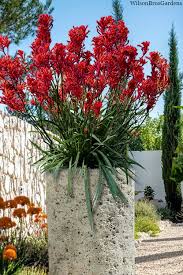 Image result for Anigozanthos