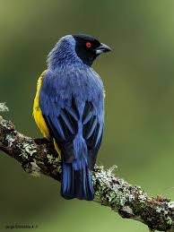 Image result for Buchnera nigricans