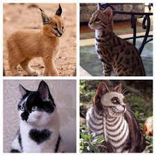 Weird Cats Crazy Cats Cool Cats Pets Cats