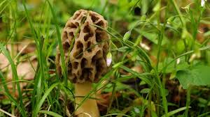 When to plant morel spores? Where To Find Morel Mushrooms In St Louis Food Blog