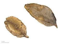 Image result for Combretum psidioides