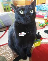 Cats Wearing I Vomited Stickers Make Elections Worth It 10 Pics