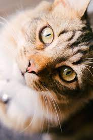 How Cats Say Meow In Different Languages I Like Cats Very Much Beautiful Cats Cats Polydactyl Cat