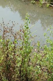 Image result for Basilicum polystachyon