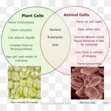 Animal cell and plant cell diagram. Venn Diagram Comparing Plant Cells And Animal Cells Hd Png Download 1000x911 4826579 Pngfind