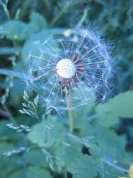 Dandelion Dandelion Flowers Travel Art