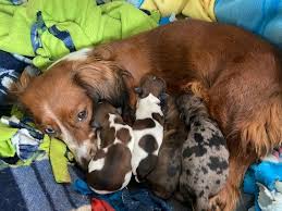 Maybe you would like to learn more about one of these? Miniature Dachshund Puppies For Sale Colorado Springs Co 319926