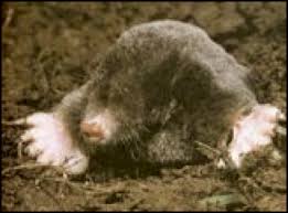 The majority of a mole's diet is actually earth worms. Is It A Mole Or A Vole North Carolina Cooperative Extension