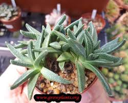Image result for Nananthus aloides