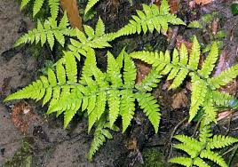 Image result for Deparia