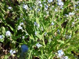 Image result for Cystostemon