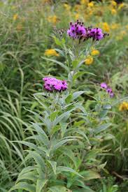 Image result for Vernonia schlechteri