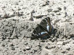 Image result for Limenitis populi