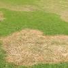 The secret lies in the direction that the blades are cut during a mowing. Https Encrypted Tbn0 Gstatic Com Images Q Tbn And9gcqf3oprtyyo4jdp2drxrizih03h2q1xbeqsndjtyj4uii10mz N Usqp Cau