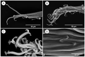 Image result for Diaphananthe vesicata