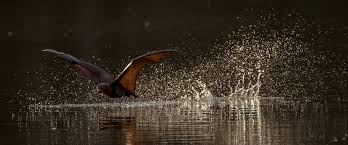 Thick regions with forested expanses covered in fruits are a fruit bats can also be seen eating small insects, just like regular bats. Stories Seven Things To Love About Flying Foxes Centennial Parklands