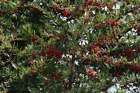 Image result for Ilex mitis