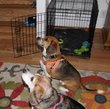Maybe you would like to learn more about one of these? Beagle Freedom Project Bree S Mackinac Island Blog