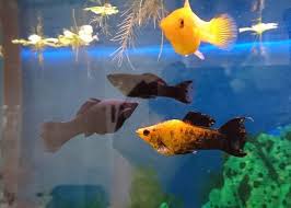 Ensiklopedia ikan hias air tawar. 12 Ikan Hias Air Tawar Yang Menarik Bagi Si Kecil Orami