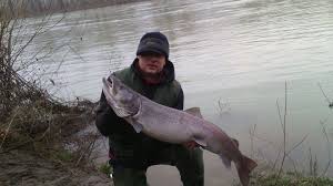 Uhvacena na silikonca, uz pomoc bivseg kralja mladica leke iz sevojna. Vreme Januar 2016 Mesto Olupina Krsmanovica Otoka Uzovnica Duzina 103cm Tezina 11kg Mamac Varalica Glavinjar Vreme Januar Places To Visit Fish Visiting
