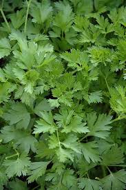 Adds dreamy taste to soups, stews, sauces, pastas, ragouts and stuffing. Italian Parsley Calloway S Nursery