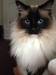 Ragdoll cats available for sale in ohio from top breeders and individuals. Katt Katt Black Ragdoll Kittens For Sale Uk