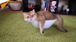 Catching kitten cats play cats playing isolated cat dog isolated sitting pitbull standing isolate cat happy cat portrait cat hunting isolated cat isolated cat walking. Meet Hosiko An Adorable Scottish Straight Cat Youtube
