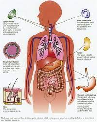 Which four body systems interact to allow a person to sneeze? Body System Interactions Esl Quiz Other Quiz Quizizz