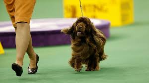 Image result for sussex španěl