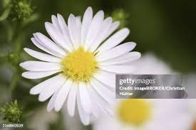 Image result for Aster chimanimaniensis